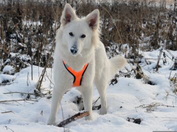 4 races de chien que vous pouvez emmener en randonnée