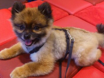 Quelles races de chien qui vont avoir l&rsquo;air d&rsquo;un chiot toute leur vie ?