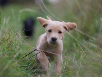 Voici 10 races de chien qui aiment se faire remarquer