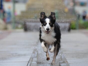 Voici les 8 races de chien qui ne tiennent pas en place