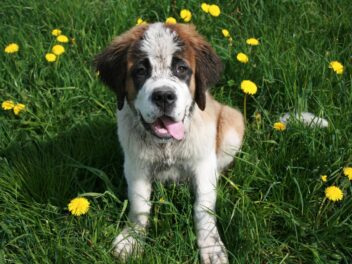 Les plus grandes races de chiens au monde