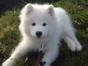 Voici 10 races de chien qui sont vraiment les plus turbulentes