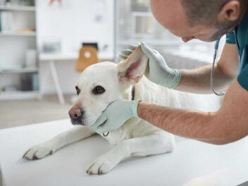 Salmonellose chez le chien : tout ce que vous devez savoir