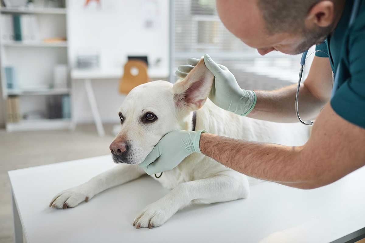 Salmonellose chez le chien : tout ce que vous devez savoir