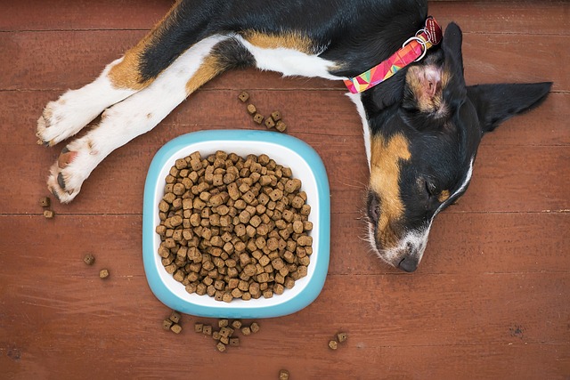 aliments pour votre chien