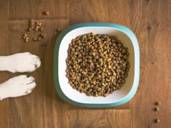 Les aliments conçus pour votre chien ! La nourriture pour votre animal en surpoids