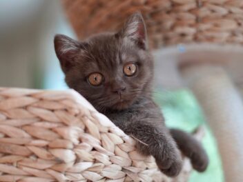 5 races de chat qui sont les plus amicales