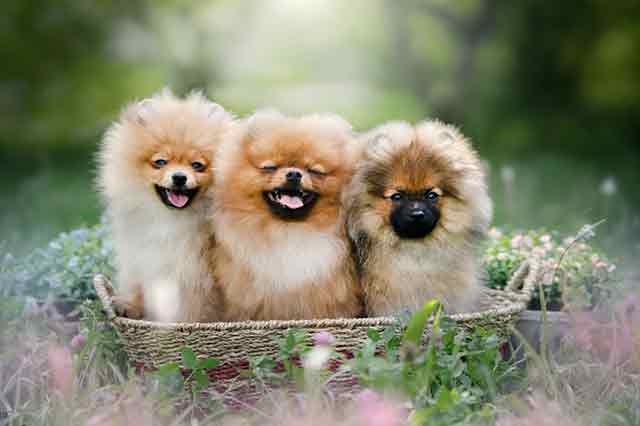 Loulou de Poméranie