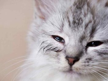 Chlamydiose du chat : quels sont ses signes et ses causes ?