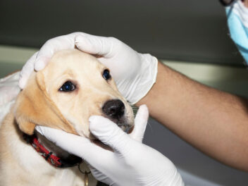 Maladie de carré chez le chien : causes, symptômes et traitement