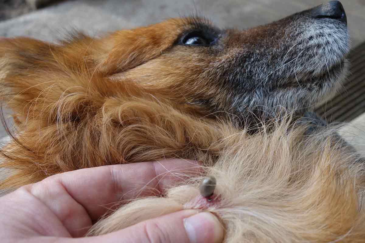 Tout savoir sur la maladie de Lyme chez le chien