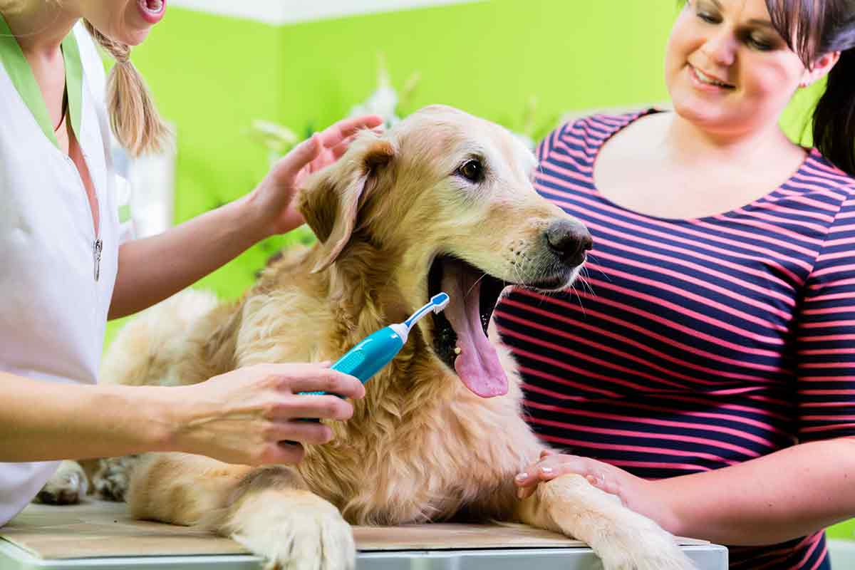 Mon chien a une mauvaise haleine : que faire ?