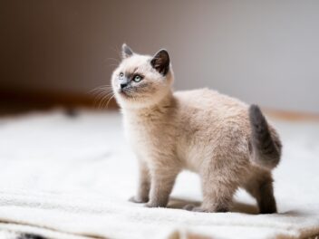 Nom de chat en U pour 2023