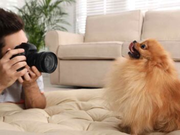 Voici les 20 plus belles races de chien du monde avec leurs photos