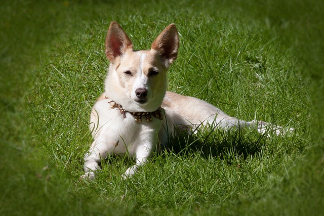 race chien personne calme