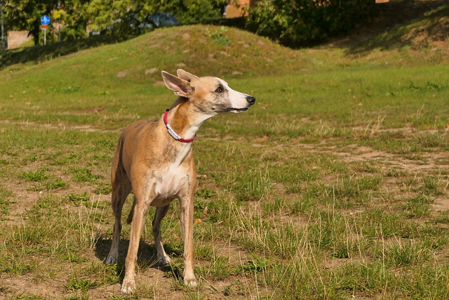 race de chien frileuse