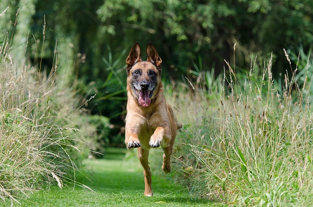 race de chien adaptée personne dynamique
