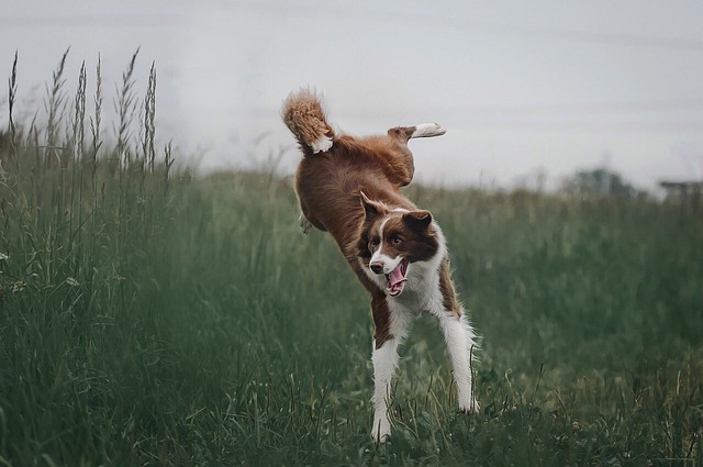 race de chien survoltée