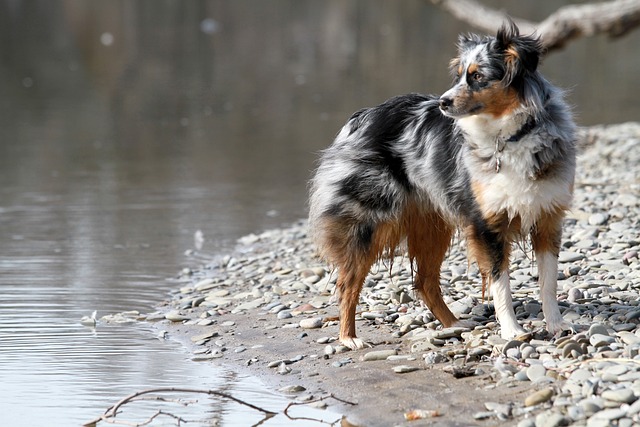 races chien compagnie humains