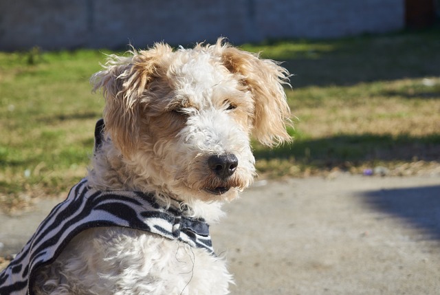 races chien difficiles à supporter