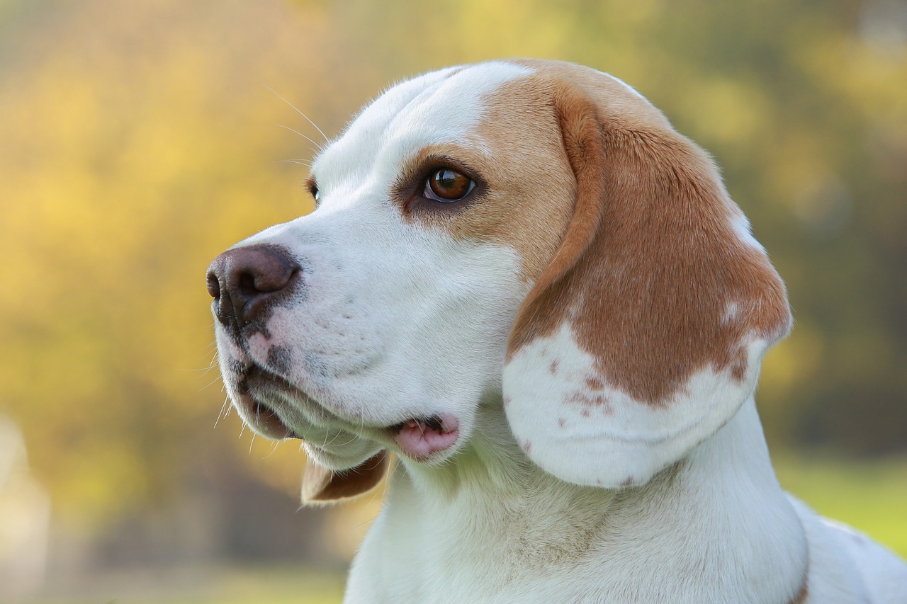races chien les plus expressives