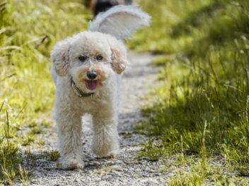 5 races de chien qui respirent la joie de vivre