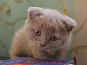 5 races de chat qui adorent que l’on s’occupe d’elles