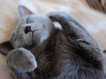 Voici les 9 races de chat qui ont besoin de beaucoup plus d’amour