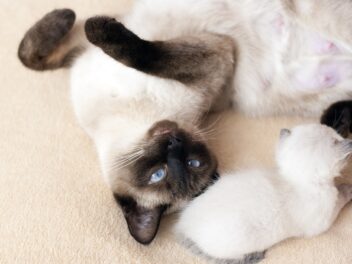 4 races de chat qui ont besoin de se sentir aimées