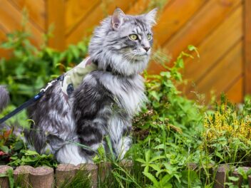 5 races de chat qui ont une très bonne constitution