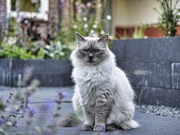 Les 9 races de chat qui sont des bonnes pâtes