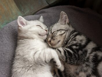 5 races de chat qui sont les plus cajoleuses