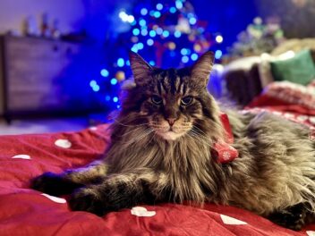 4 races de chat capables de se canaliser