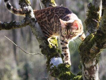 4 races de chat qui sont les plus casse cou