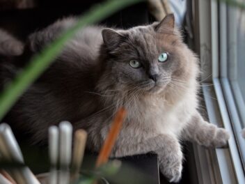 5 races de chat qui seront collées à leur maître