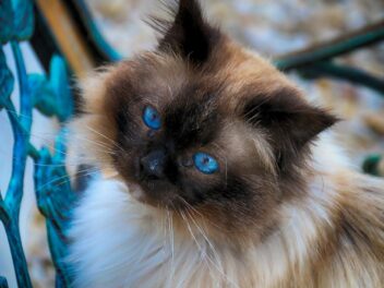 4 races de chat qui sont les plus cool