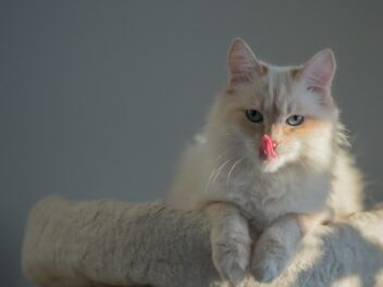 4 races de chat qui sont les plus démonstratives