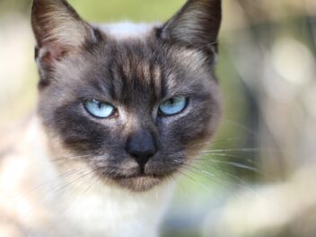 4 races de chat qui sont les plus expressives