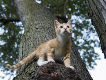 4 races de chat que vous devrez garder à l’oeil