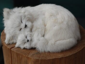 4 races de chat à garder à la maison quand il pleut