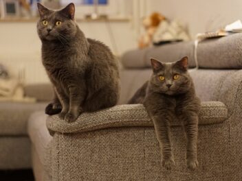 4 races de chat qui ont un grand coeur