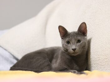 4 races de chat qui sont imperturbables