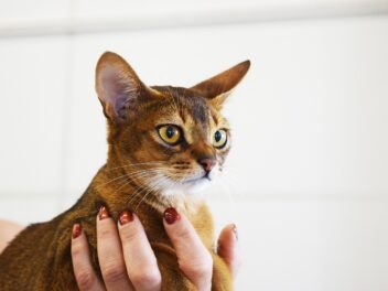 4 races de chat qui sont les plus indifférentes