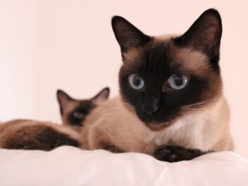 4 races de chat qui auront du mal avec l’autorité