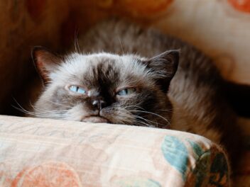 4 races de chat qui sont les plus paresseuses