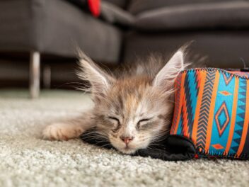 Voici les 8 races de chat les plus adaptées aux personnes câlines