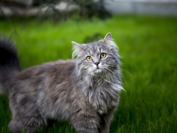 4 races de chat qui conviennent aux personnes dynamiques