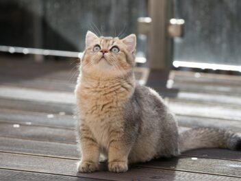 4 races de chat parfaites pour les personnes qui s’énervent vite