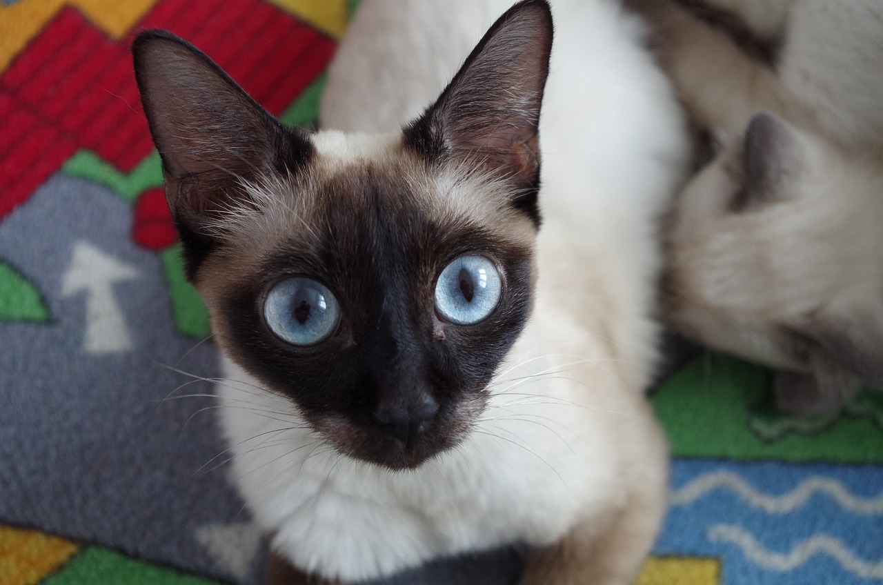 4 races de chat adaptées aux personnes qui vivent seules