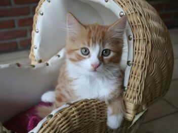 4 races de chat qui correspondent le plus aux personnes sociables